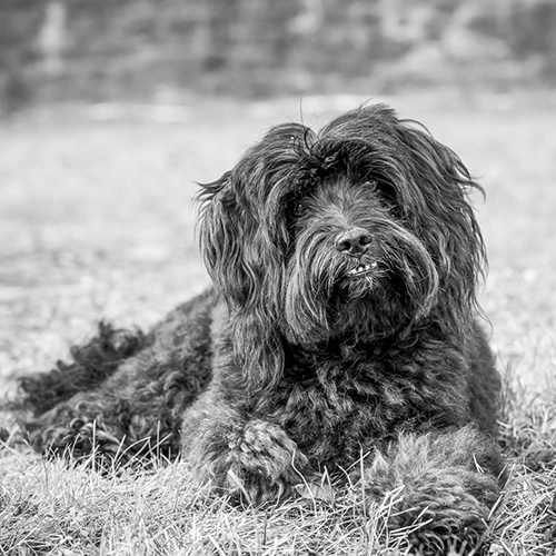 Mein Schwarz-Weiß-Porträt eines langhaarigen, schwarzen Hundes, der entspannt im Gras liegt und mit einem charakteristischen Ausdruck direkt in die Kamera blickt.